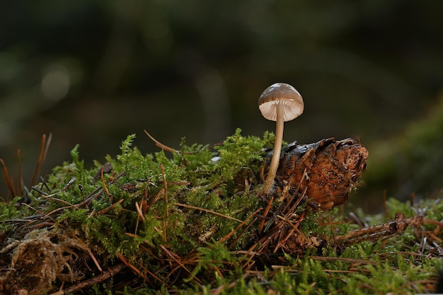 fungo nel bosco