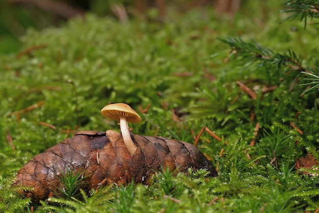 fungo nel bosco