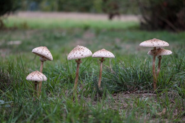 fungo nell'erba. Set di funghi Macrolepiota procera