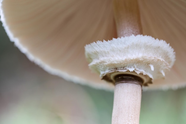 fungo nella foresta. particolare dell'anello di una Macrolepiota procera vista dal basso nella foresta