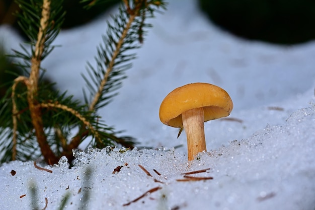 fungo nella foresta sul ghiaccio