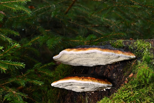 fungo nella foresta sull'erba