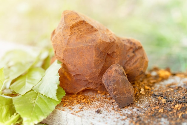 Fungo o funghi parassiti dell'albero di betulla selvatico raccolto o foraggiato chaga è usato nella medicina alternativa per la preparazione del tè curativo per il trattamento covid-19. chaga e foglie pulite a bordo. bagliore