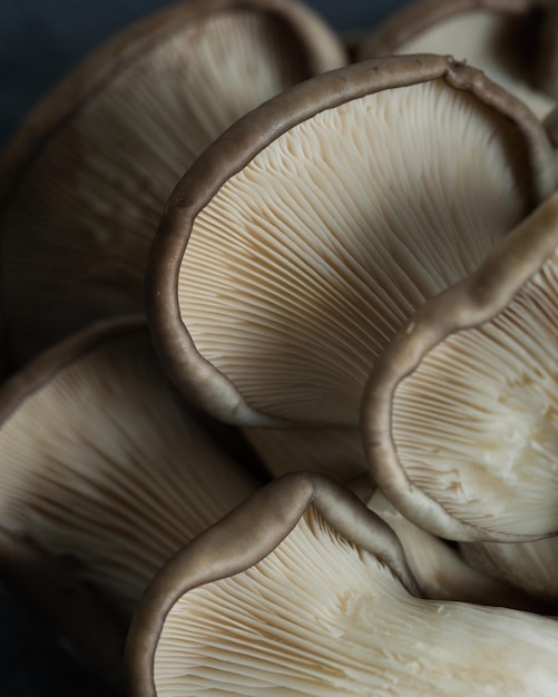 Fungo ostrica Primo piano Macrofotografia di funghi