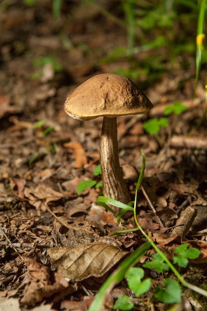 Fungo porcino che cresce sulla foresta