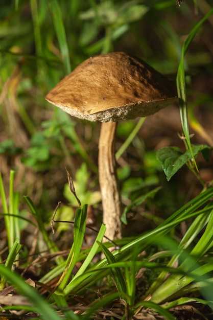 Fungo porcino che cresce sulla foresta