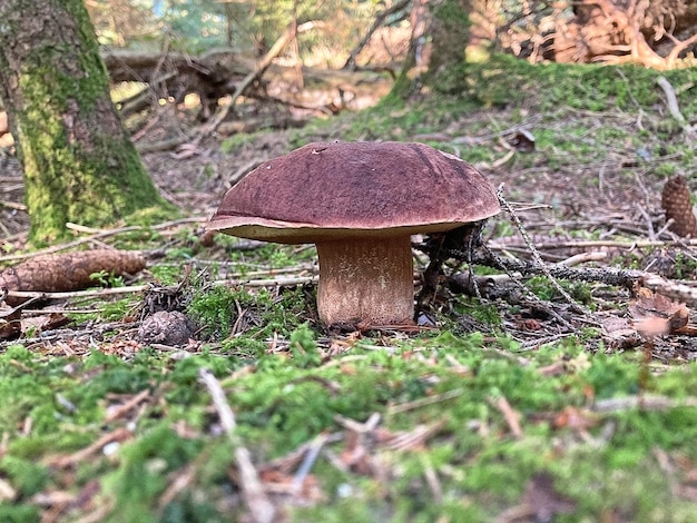 Fungo porcino solo nel bosco