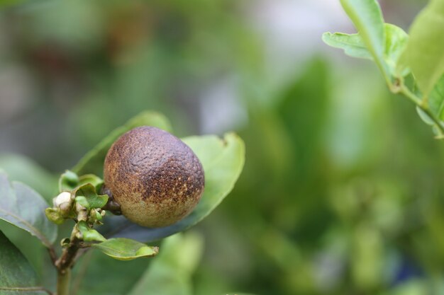 Fungo ruggine di lime.