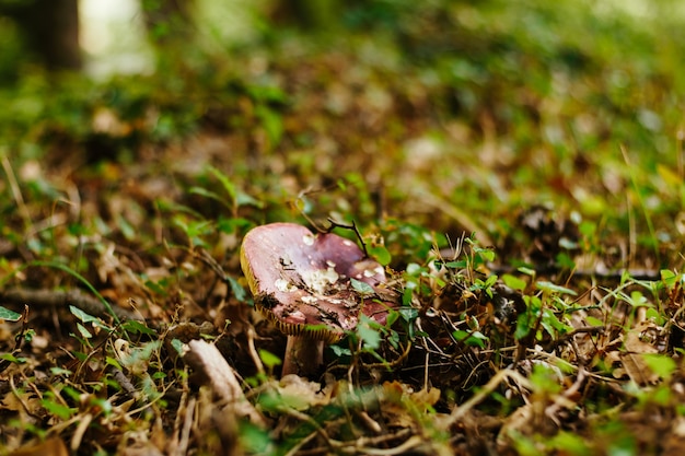 Fungo Russula nell'erba nella foresta