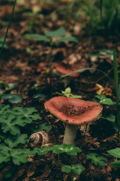 Fungo selvaggio nella foresta, alimento naturale, raccolto di estate.