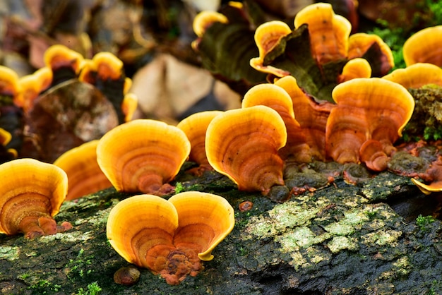 Fungo selvatico cresciuto su legno di deriva in natura