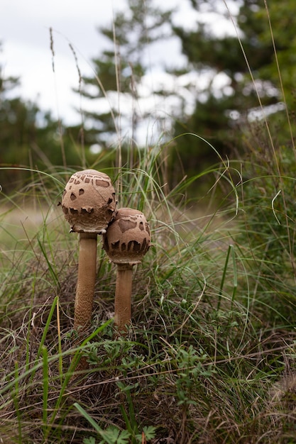 Fungo selvatico nel bosco di Basovizza