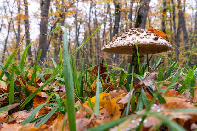 Fungo Shaggy Parasol in una foresta. Chlorophyllum rhacodes