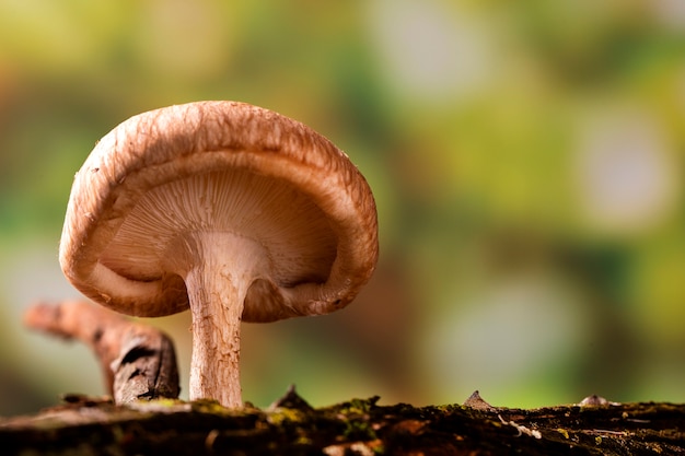 Fungo shiitake che cresce sull'albero.