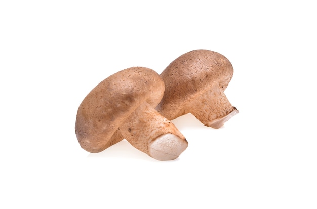 Fungo Shiitake su sfondo bianco