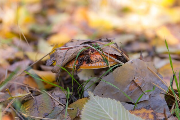 Fungo sotto le foglie d'autunno