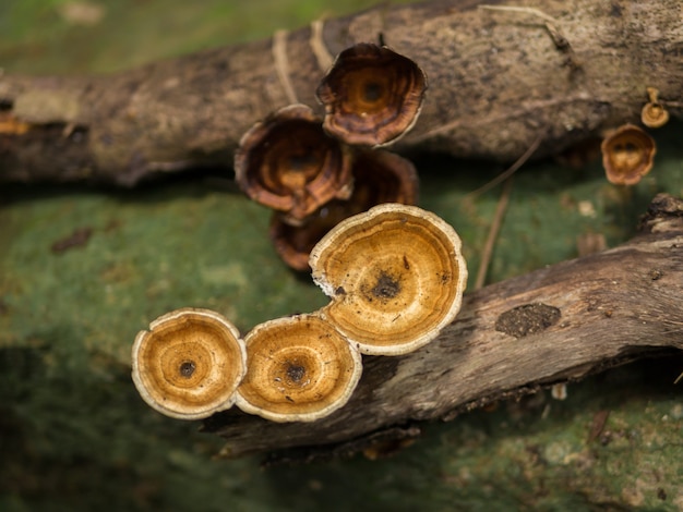 Fungo su un legname di decadimento nella foresta pluviale