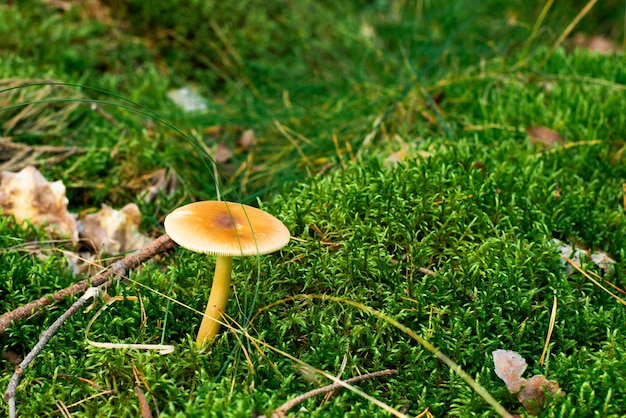 Fungo sull'erba. Funghi nella foresta autunnale. Giorno soleggiato.