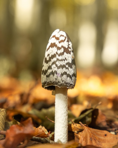 fungo tossico marrone e bianco in foresta