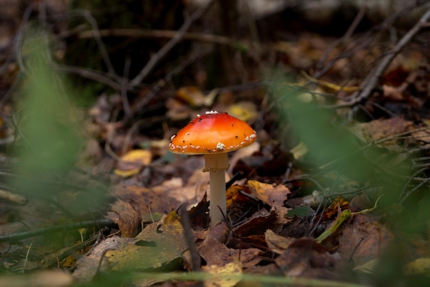 Fungo velenoso agarico di mosca nella foresta in Bielorussia