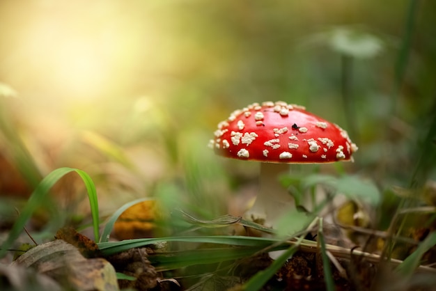 Fungo velenoso dell'agarico di mosca nella foresta autunnale