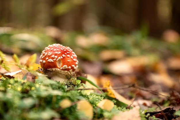 Fungo velenoso dell'agarico di mosca tra erba verde e foglie gialle cadute nella foresta autunnale