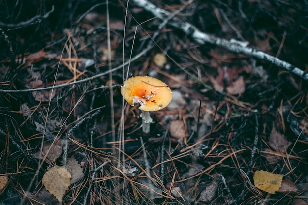 Fungo velenoso dell'amanita nella foresta di autunno