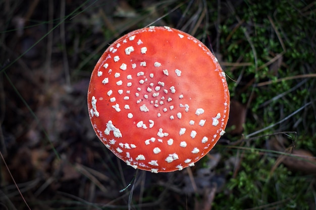 Fungo velenoso rosso nella vista dall'alto della foresta