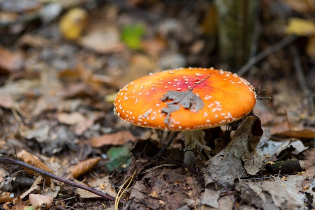 Fungo velenoso sulla natura nella foresta