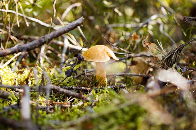 fungo Xerocomus nella foresta