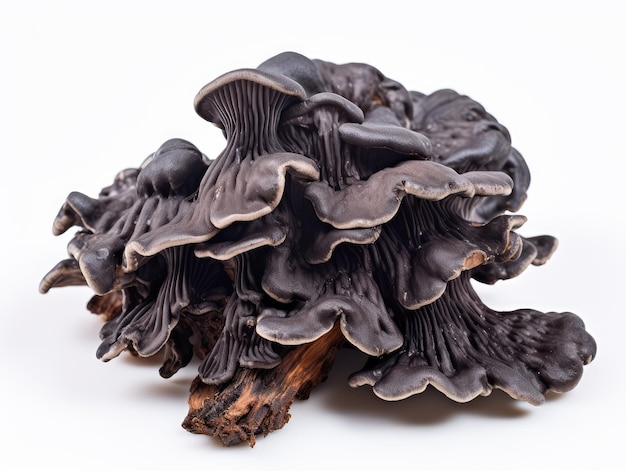 Fungus Black Tree Ear o Wood Ear Mushroom Isolato su sfondo bianco Auricularia Polytricha