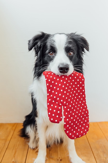 Funny cucciolo di cane Border Collie tenendo la cucina presina, guanto da forno in bocca su sfondo bianco