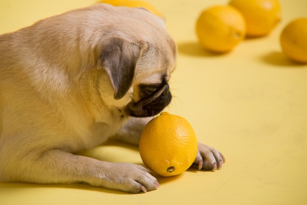 Funny dog mops sta giocando con i limoni su una superficie gialla in studio