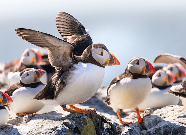 Funny puffin sta asciugando le ali su una scogliera delle isole Farne nel Mare del Nord, Northumberland, Regno Unito