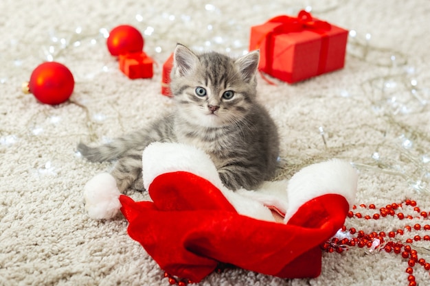 Funny tabby kitten gioca con decorazioni festive di Natale a casa sul tappeto bianco.