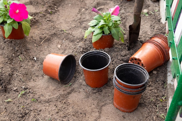 Funziona in giardino e aiuola - piantando fiori da vasi temporanei nel terreno. Concetto di giardinaggio primaverile