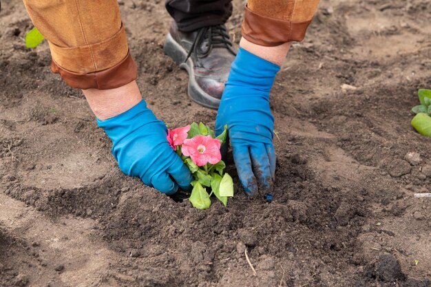 Funziona in giardino e aiuola - piantando fiori di petunia da vasi temporanei nel terreno