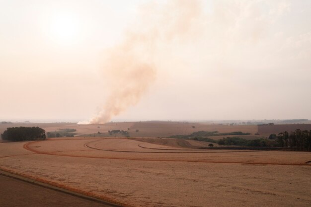 Fuoco del campo di canna visto dall'alto e da lontano - vista drone