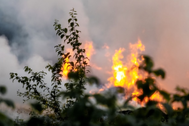 Fuoco e fumo denso nella foresta. Incendio nella foresta a causa di una manipolazione incauta del fuoco