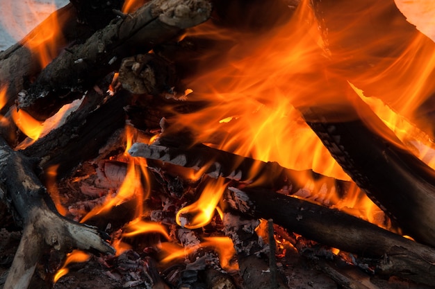 Fuoco e rami di albero in fiamme da vicino