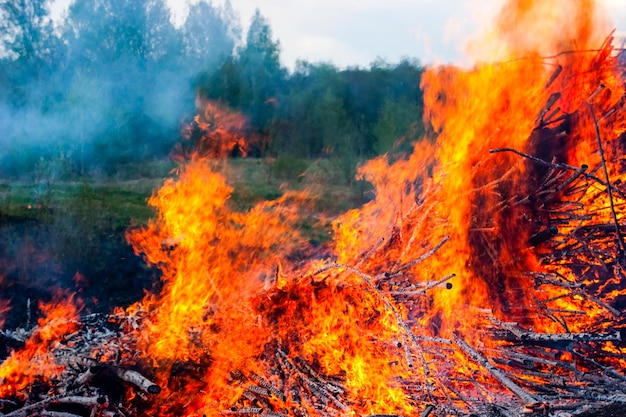 Fuoco furioso del primo piano della foresta in fiamme