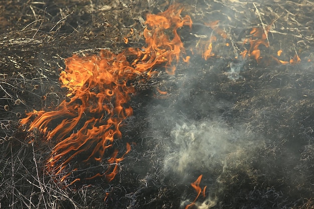 fuoco nel campo / fuoco nell'erba secca, paglia che brucia, elemento, paesaggio naturale, vento