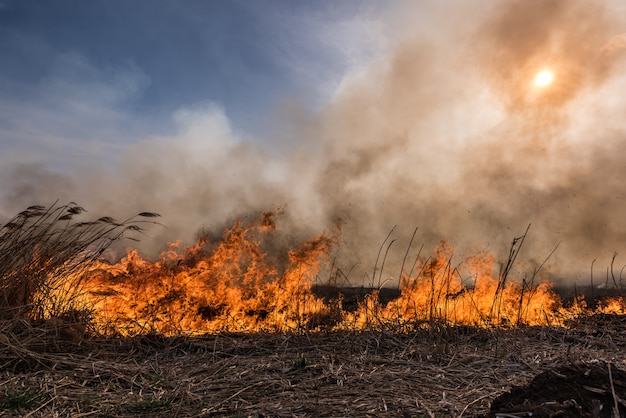 Fuoco nelle canne Canne secche che crescono nel fuoco al tramonto.