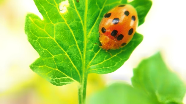 Fuoco selettivo della coccinella del pagliaccio su una foglia Foto macro animale