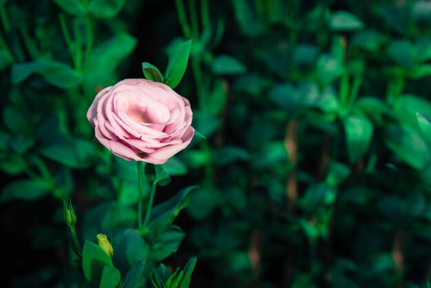 Fuoco selettivo di Pink Rose Garden nel colore pastello d&#39;annata con lo spazio della copia.