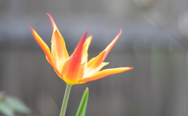 Fuoco selettivo di un tulipano rosso nel giardino con foglie verdi sfondo sfocato un fiore che gr