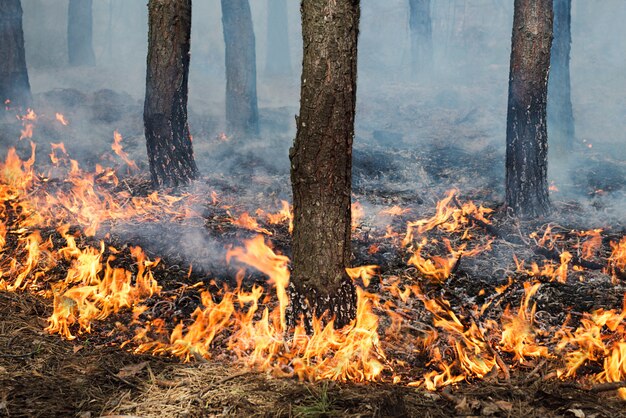 Fuoco stabile a terra nel supporto di pino