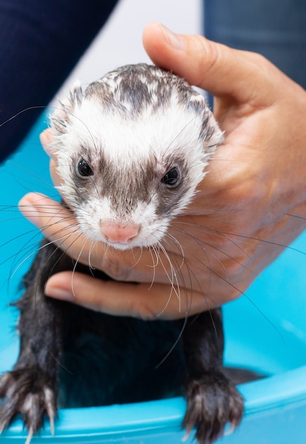 Furetto che fa un ritratto da bagno