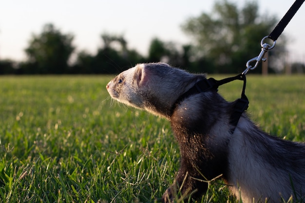 Furetto con un collare da compagnia al guinzaglio nell'erba