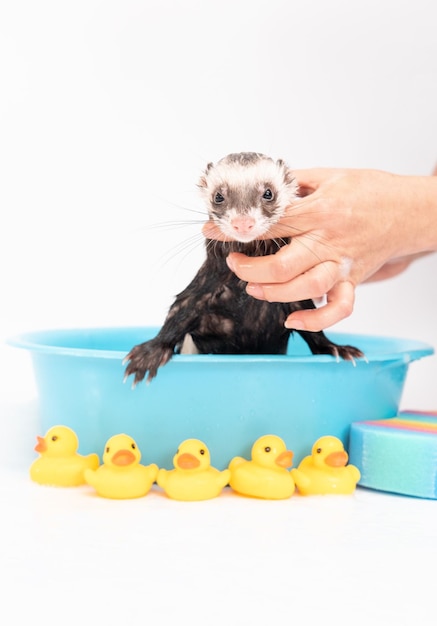 Furetto lavare in acqua con papera di gomma su sfondo bianco